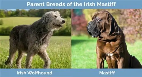 Races parentales du dogue irlandais