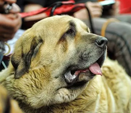 Irish Mastiff tire la langue