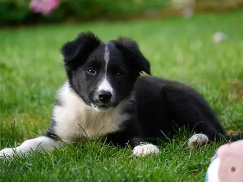 Karelische beer hond puppy