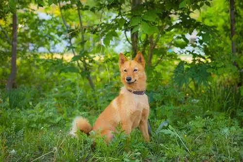 Karelische berenhond Rode jas