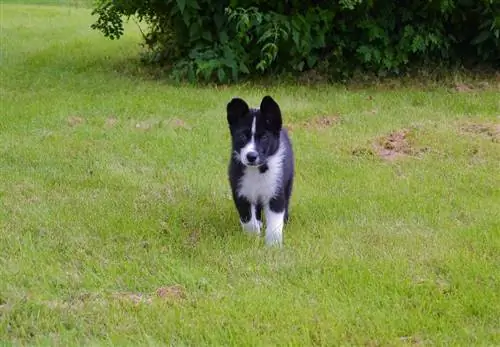 Κουτάβι Karelian Bear Dog