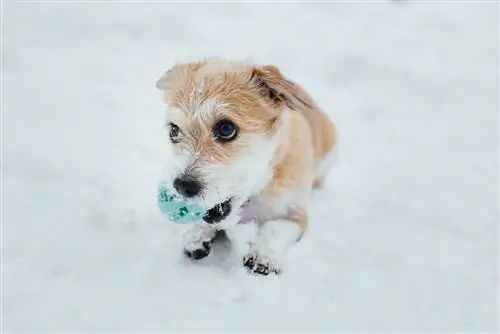 chiot podengo portugais