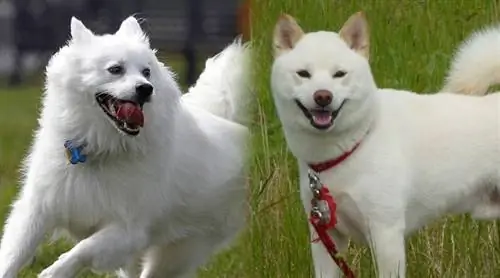 Imo-Inu (amerikansk eskimo & Shiba Inu Mix): Info, bilder, personlighet