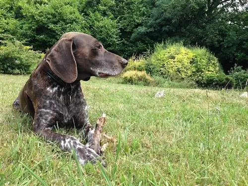 Njemački kratkodlaki Weimaraner