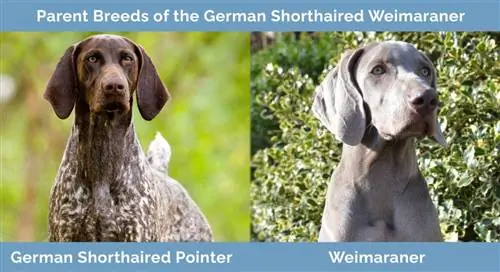 Foreldreraser til den tyske korthårede Weimaraner