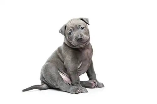 Thai ridgeback aub