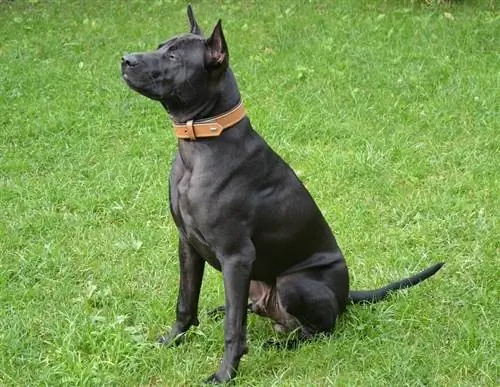 Thaimaan ridgeback istuu