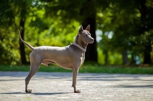 Thai Ridgeback - Koiranrotutiedot: Kuvia, ominaisuuksia & Faktaa