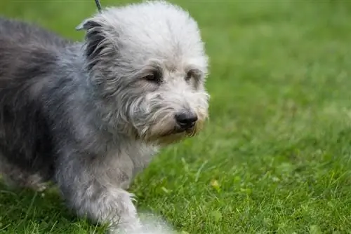 Glen of Imaal Terrier լակոտ