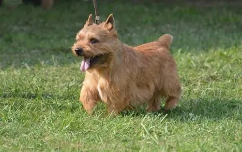 Glen Of Imaal Terrier - Hunderaseinformasjon, bilder, fakta & Egenskaper