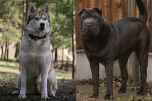 Šarbīrijas haskijs (Shar-Pei & Sibīrijas haskiju maisījums): informācija, attēli, fakti