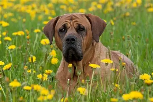 fin Tosa Inu på blommande äng