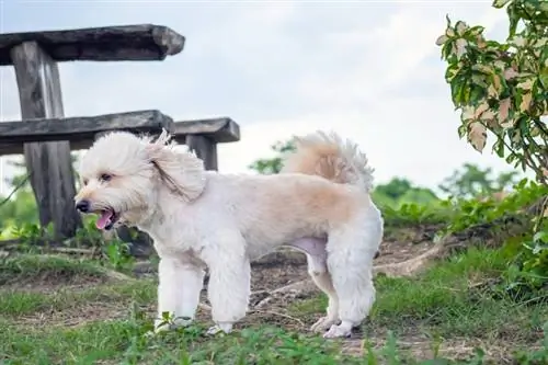 Woodle (Poodle & Whelsh Terrier Mix): Duab, Ntaub Ntawv, Yam ntxwv