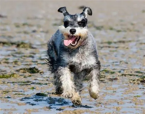 Eskimo Schnauzer qarışıq cins it