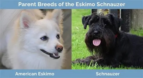 Eskimo Schnauzer'in Ebeveyn Irkları