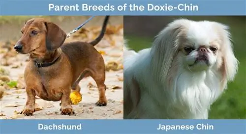 พ่อแม่พันธุ์ของ Doxie Chin