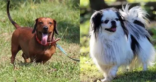 Doxie-Chin (Dachshund & Japanese Chin Mix): información, imágenes, características