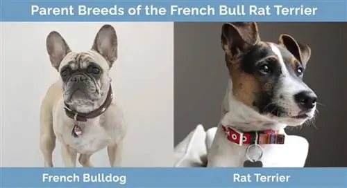 Rase parentale ale Bull Rat Terrier francez