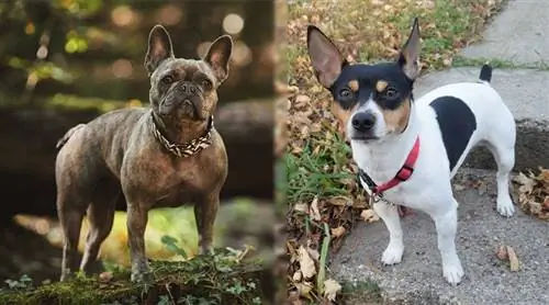 Fransk Bull Rat Terrier (Fransk Bulldog Rat Terrier Mix): Billeder, Temperament & Træk