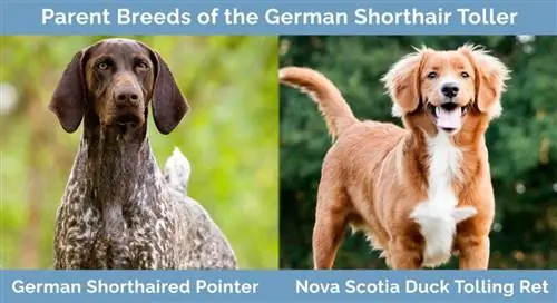 Cov niam txiv Breeds ntawm German Shorthair Toller