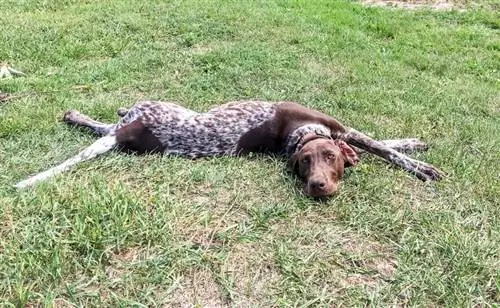 German Shorthair Toller - Πληροφορίες φυλής σκυλιών: Εικόνες, χαρακτηριστικά & Γεγονότα