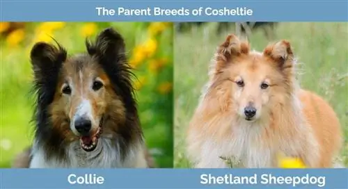 Races progenitores de la Cosheltie