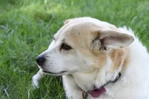 Chien de race mélangée cojack