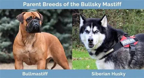 Bullsky Mastiff'in Ebeveyn Irkları