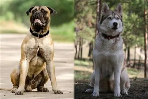 Bullsky Mastiff (Bullmastiff & Siberian Husky Mix) Info, Attēls