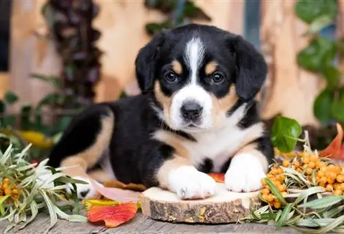 Entlebucher pásztorkutya kiskutya