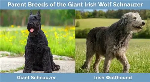 Cov niam txiv Breeds ntawm Giant Irish Hma Schnauzer