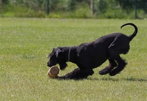 loj schnauzer ua si