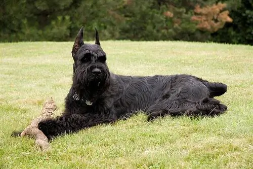 Irlannin jättisnautseri (Giant Schnauzer & Irish Wolfhound Mix) Kuvia, ominaisuuksia & Faktaa