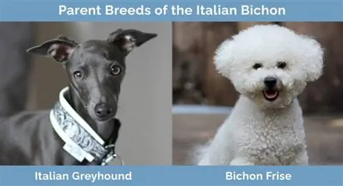 Elternrassen des italienischen Bichon