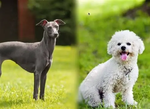 Italian Bichon (Bichon & Italian Greyhound Mix): Impormasyon, Mga Larawan, Mga Katangian