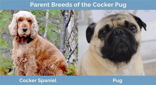 Razze parentali del Cocker Pug