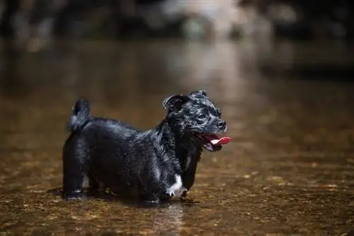 carlino cocker in acqua