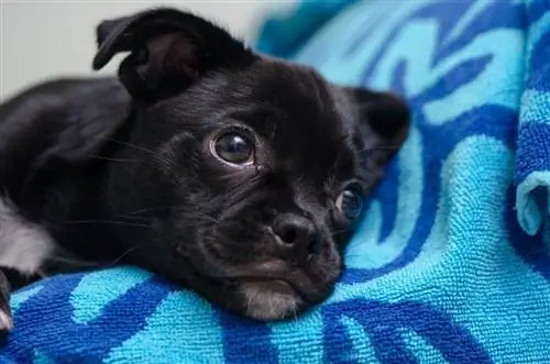 Cocker Pug (Cocker Spaniel & Pug Mix) ข้อมูล รูปภาพ ข้อเท็จจริง