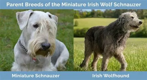 Razas parentales del Schnauzer lobo irlandés en miniatura