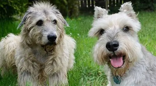 Miniaturni irski volčji šnavcer (Irish Wolfhound & Mini Schnauzer Mix) Informacije o pasmi psov: slike, lastnosti & Dejstva