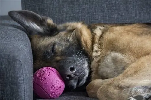 Maklumat Baka Anjing Gembala Anatolia Jerman