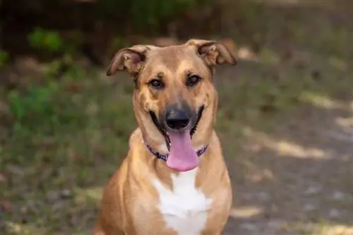 Tysk Shepherd & Anatolian Shepherd Mix Info, Bilder, Fakta