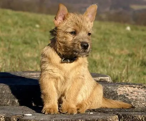 Mbwa wa Norwich Terrier