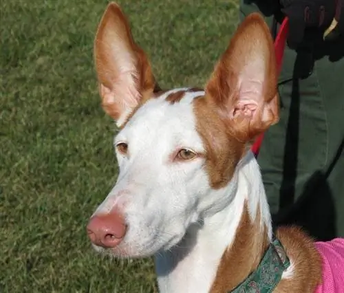 Ibizan Hound դեմք