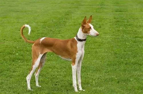 يقف Ibizan Hound واقفاً على perfection_sally wallis_shutterstock