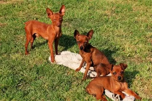 Pharaoh Hound và những chú chó con khác