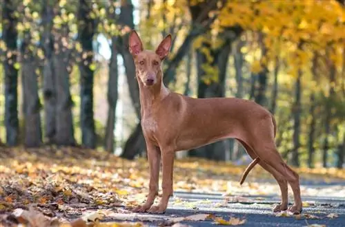 Faraó Hound no belo parque de outono