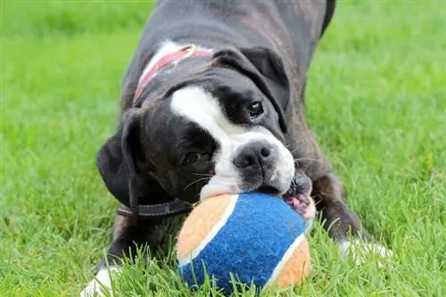 Cachorro boxer boston jugando