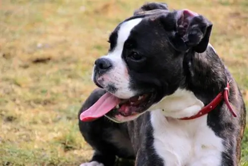 Boston Boxer (Boxer & Boston Terrier Mix) Info, bilder, personlighet, fakta