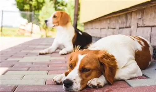 Epagneul Breton, Brittany Spaniel och Beagle hund